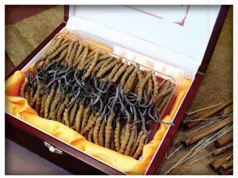 龙华冬虫夏草回收